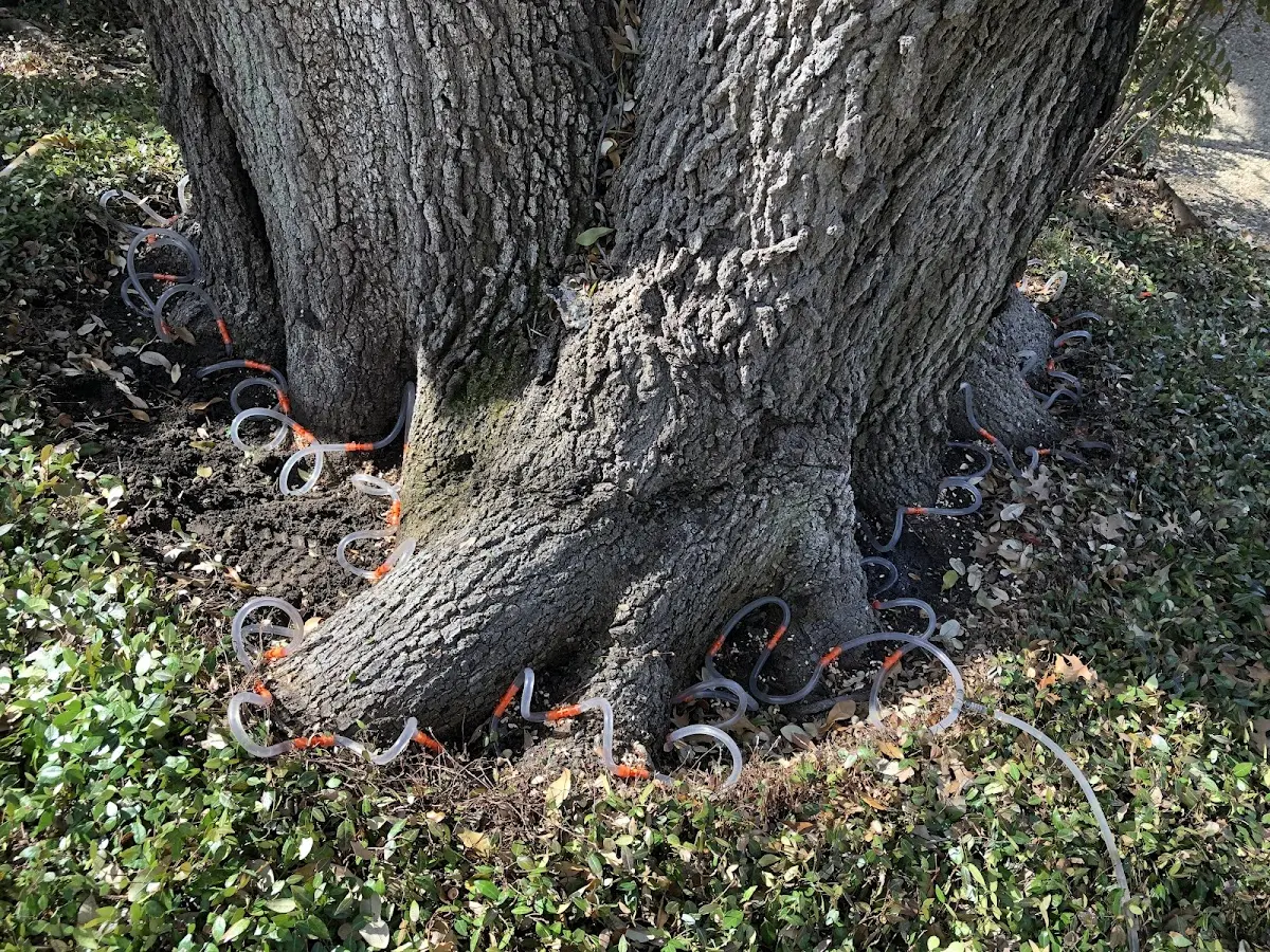 Detailed Tree Cabling and Bracing job site in Curwensville