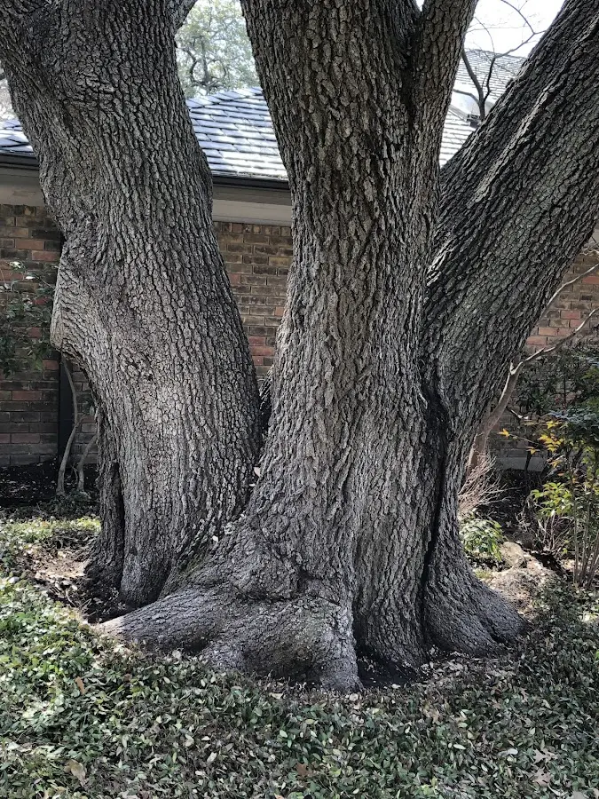 Mature heritage tree close to a Curwensville property cared for by certified arborists